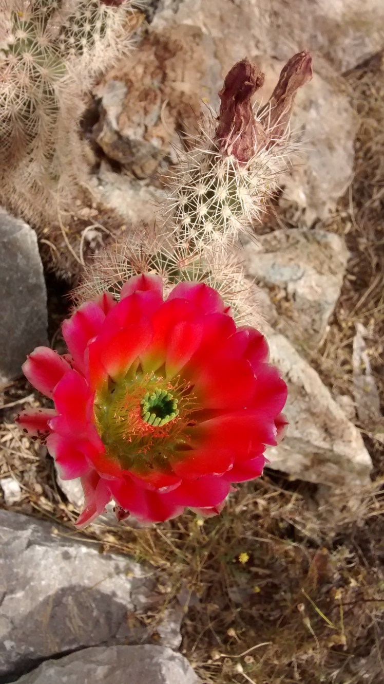 IMG_20180423_160344717