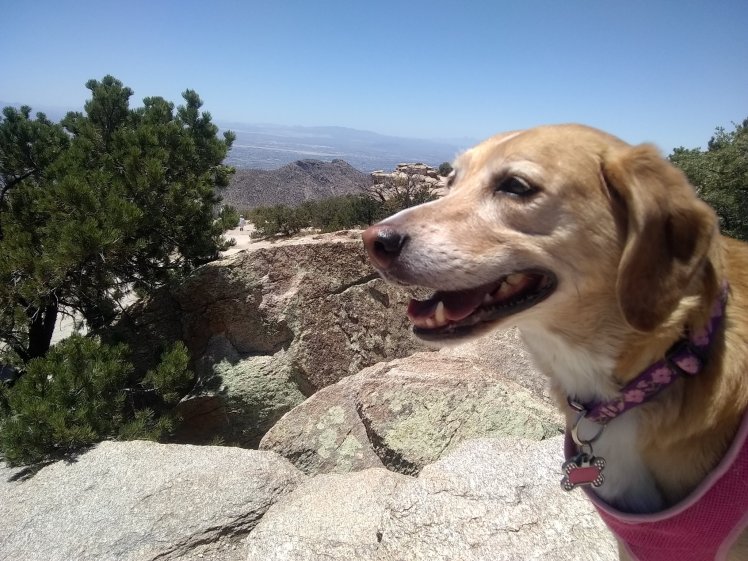 BrooklynHound at Mount Lemmon in Tucson, Arizona