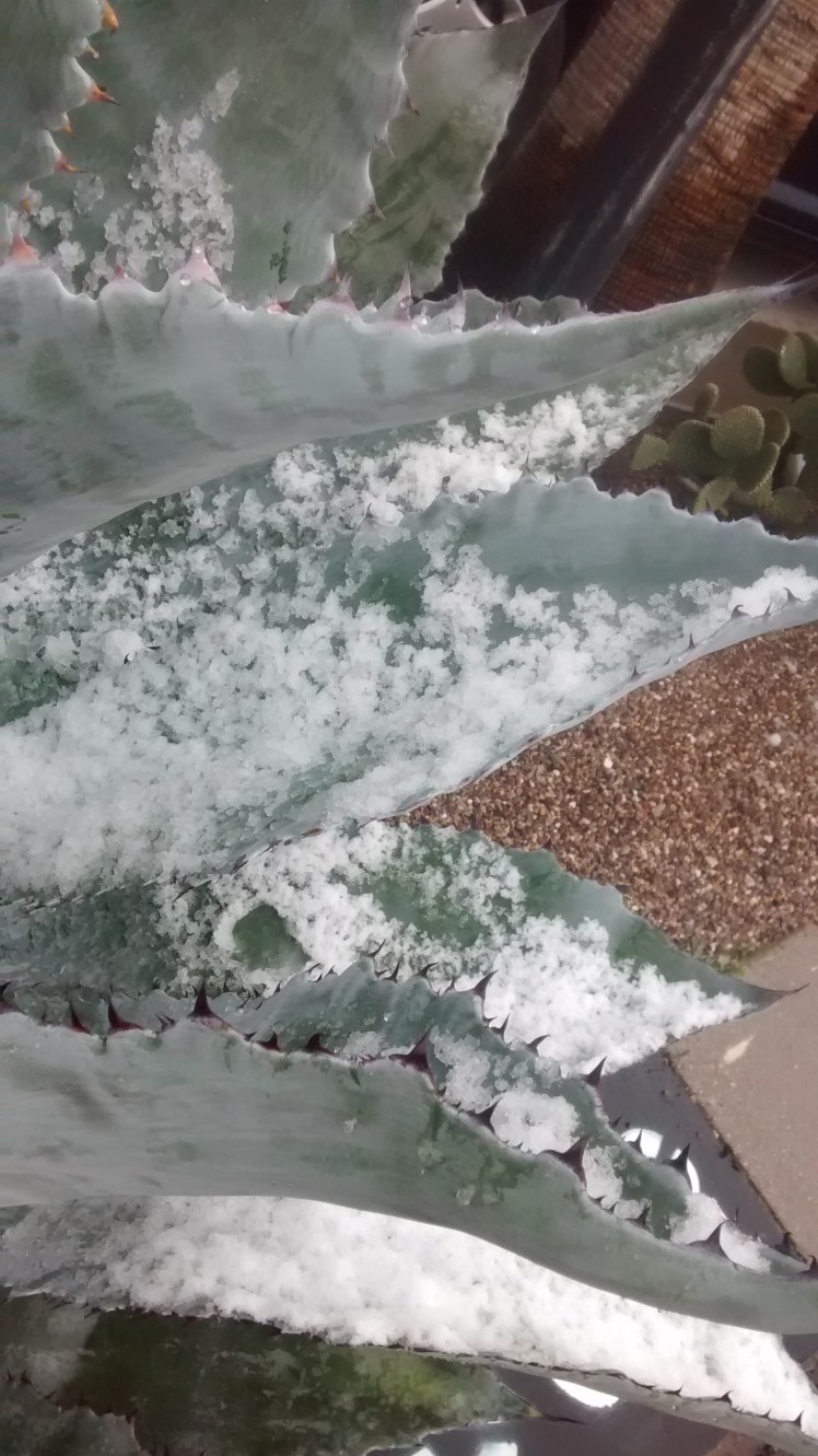 IMG_20190222_124038477