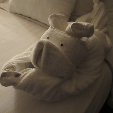 the piglet towel animal, MS Oosterdam, Holland America Cruise Line towel animal