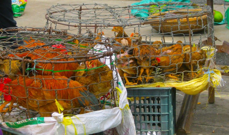 Live chickens on offer at the Central Market in Hoi An, Vietnam. Photo by Charish Badzinski.